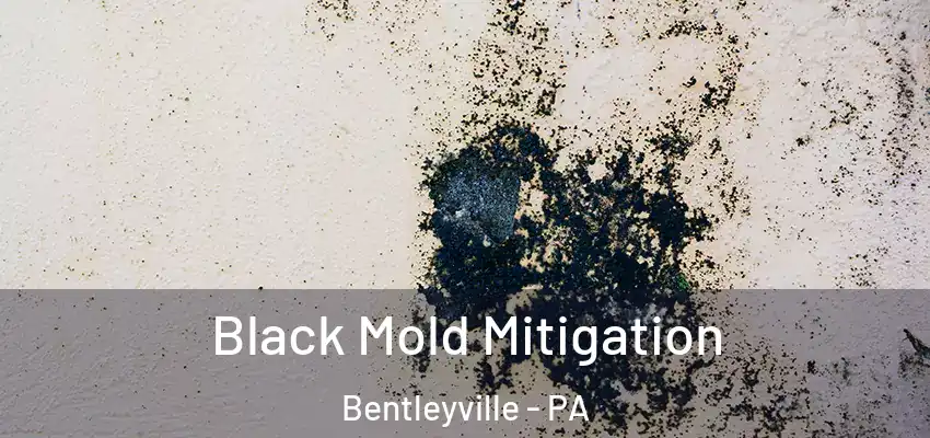  Black Mold Mitigation Bentleyville - PA
