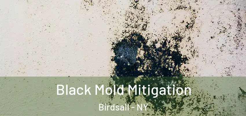  Black Mold Mitigation Birdsall - NY
