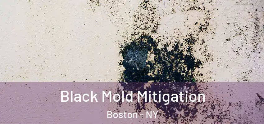  Black Mold Mitigation Boston - NY