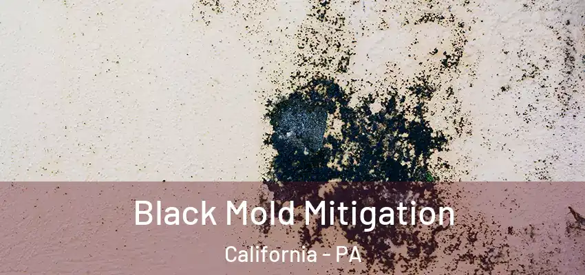  Black Mold Mitigation California - PA