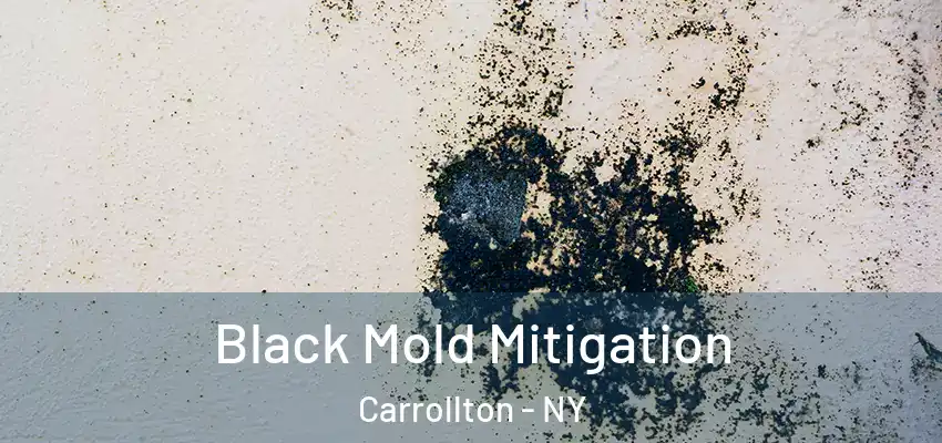  Black Mold Mitigation Carrollton - NY