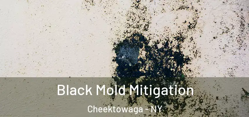  Black Mold Mitigation Cheektowaga - NY