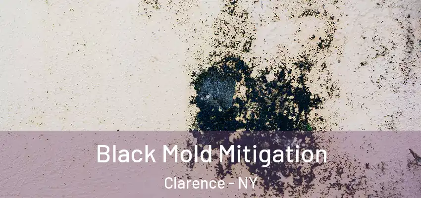  Black Mold Mitigation Clarence - NY