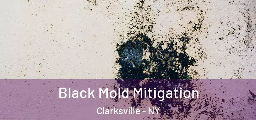  Black Mold Mitigation Clarksville - NY