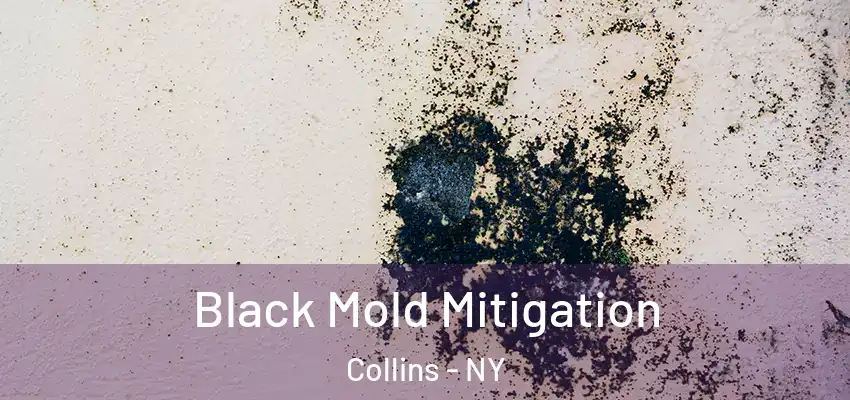  Black Mold Mitigation Collins - NY