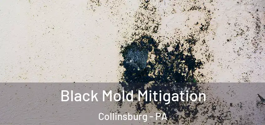  Black Mold Mitigation Collinsburg - PA