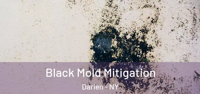  Black Mold Mitigation Darien - NY
