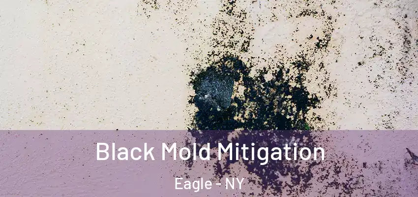  Black Mold Mitigation Eagle - NY