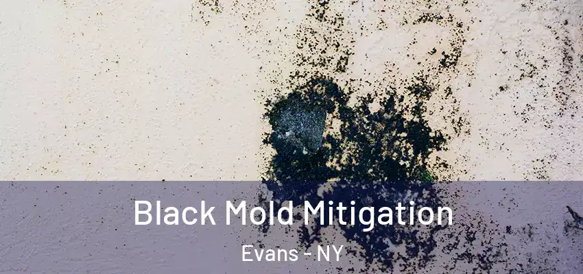  Black Mold Mitigation Evans - NY