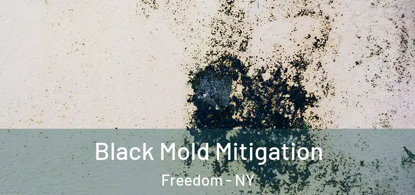  Black Mold Mitigation Freedom - NY