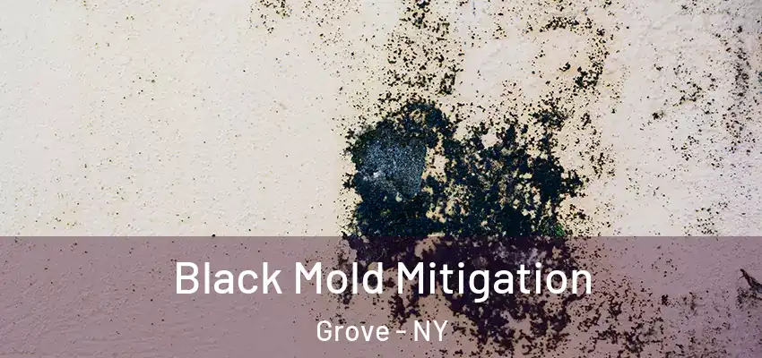  Black Mold Mitigation Grove - NY
