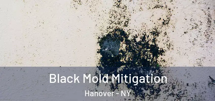  Black Mold Mitigation Hanover - NY