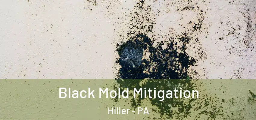  Black Mold Mitigation Hiller - PA