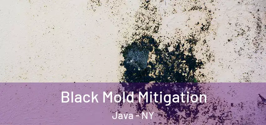  Black Mold Mitigation Java - NY