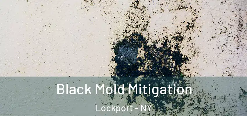  Black Mold Mitigation Lockport - NY
