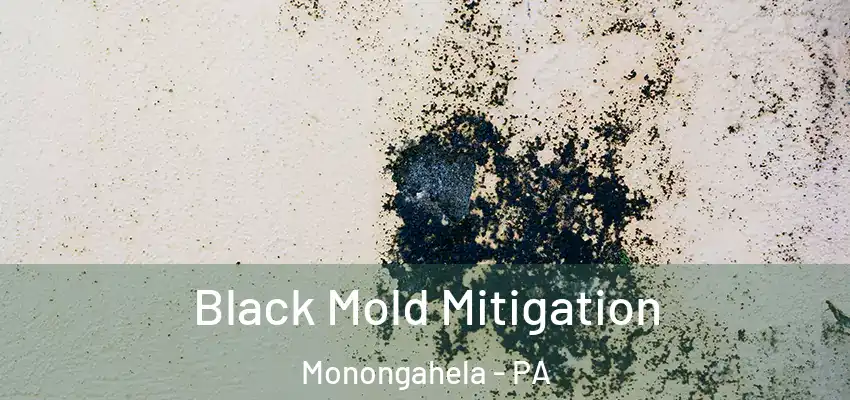  Black Mold Mitigation Monongahela - PA