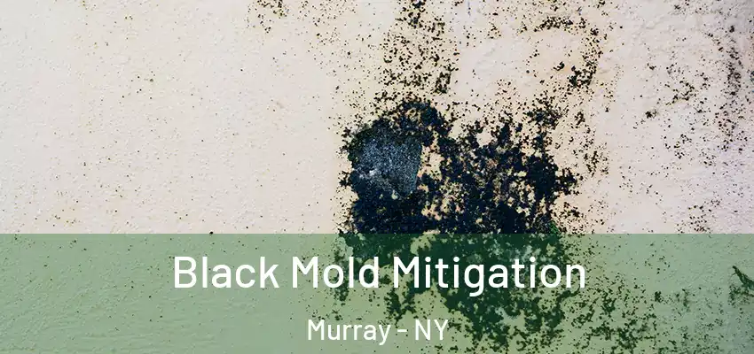  Black Mold Mitigation Murray - NY