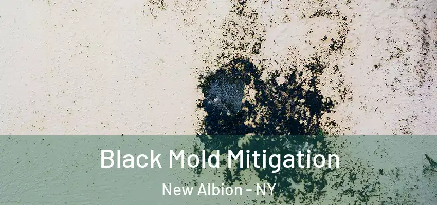  Black Mold Mitigation New Albion - NY
