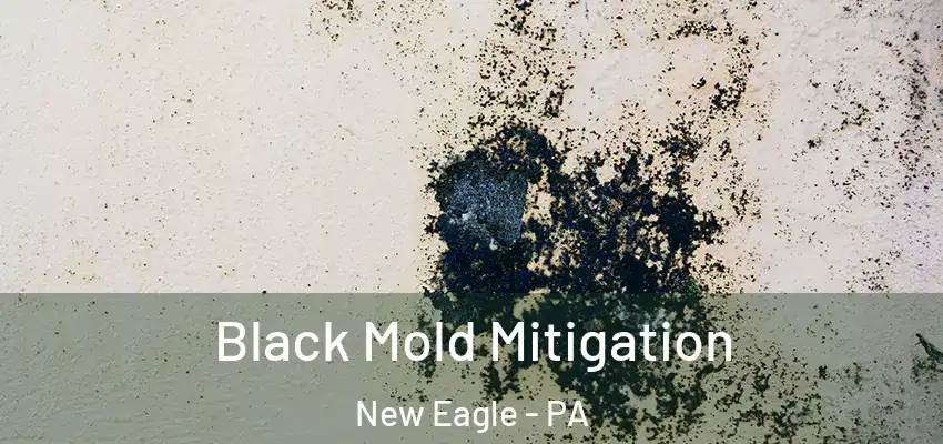  Black Mold Mitigation New Eagle - PA