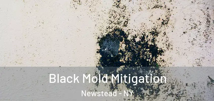  Black Mold Mitigation Newstead - NY