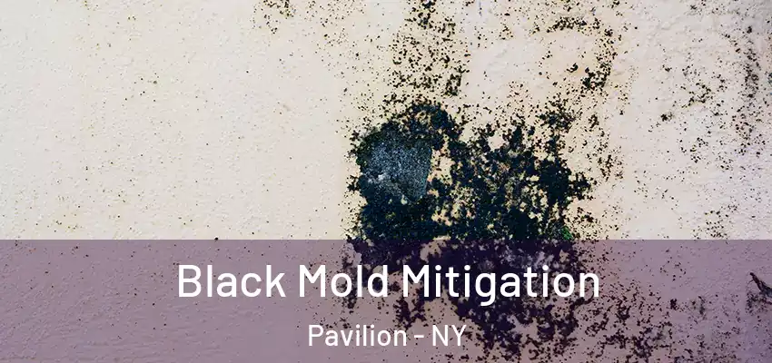  Black Mold Mitigation Pavilion - NY
