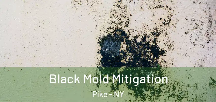  Black Mold Mitigation Pike - NY