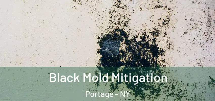  Black Mold Mitigation Portage - NY
