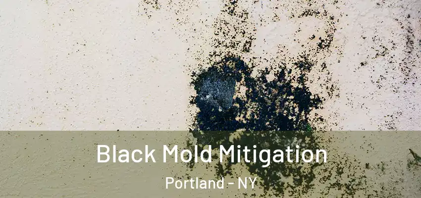  Black Mold Mitigation Portland - NY