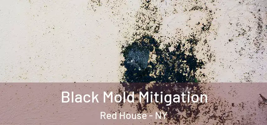 Black Mold Mitigation Red House - NY