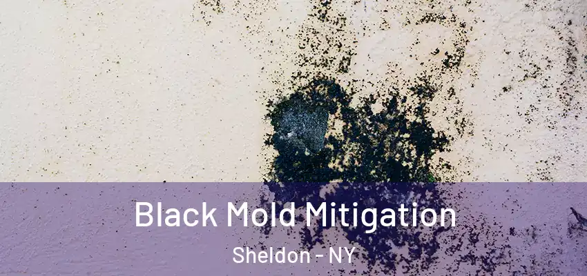  Black Mold Mitigation Sheldon - NY