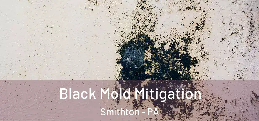  Black Mold Mitigation Smithton - PA