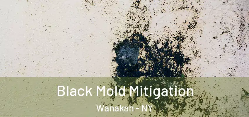  Black Mold Mitigation Wanakah - NY