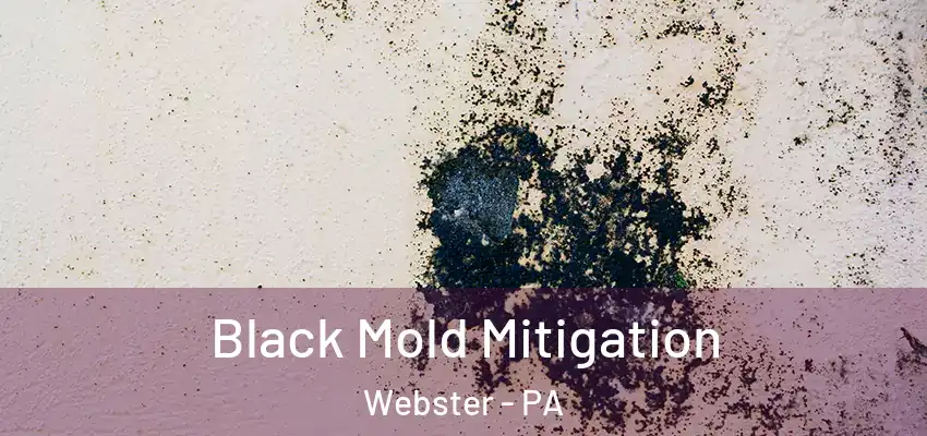  Black Mold Mitigation Webster - PA