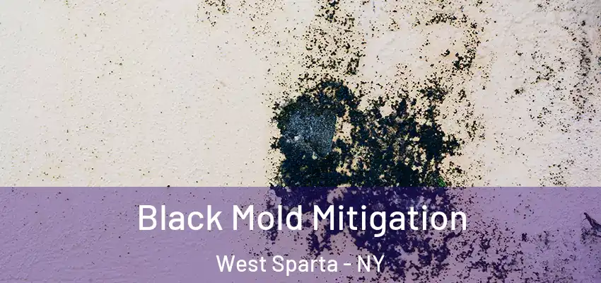 Black Mold Mitigation West Sparta - NY