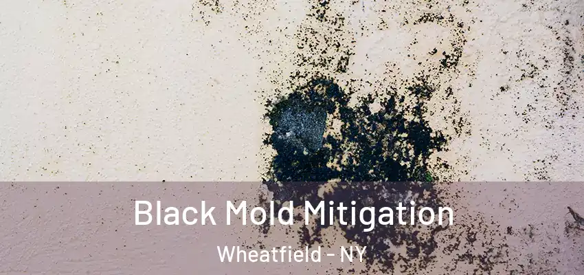  Black Mold Mitigation Wheatfield - NY