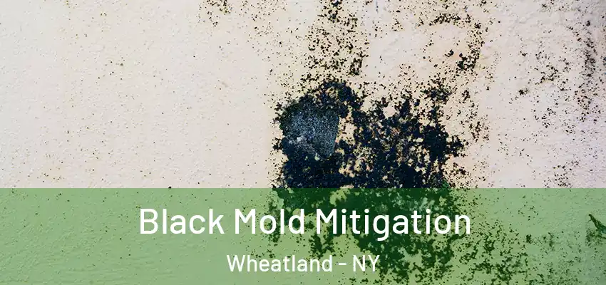  Black Mold Mitigation Wheatland - NY