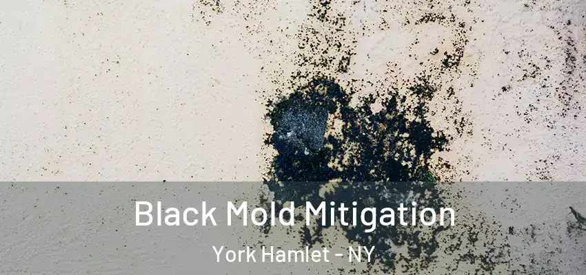  Black Mold Mitigation York Hamlet - NY