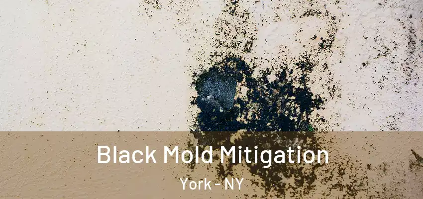  Black Mold Mitigation York - NY