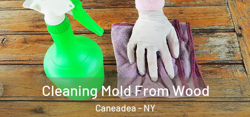 Cleaning Mold From Wood Caneadea - NY