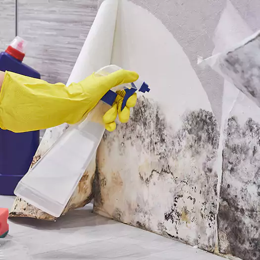 Reliable Mold Abatement Specialists in Batavia, NY