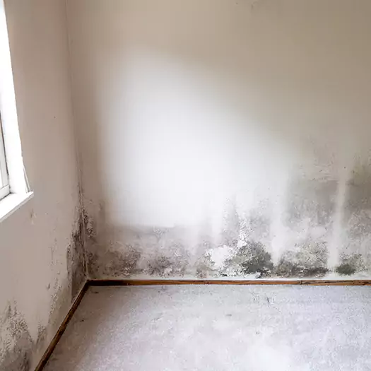 Trusted Mold Cleanup Specialists in Batavia, NY