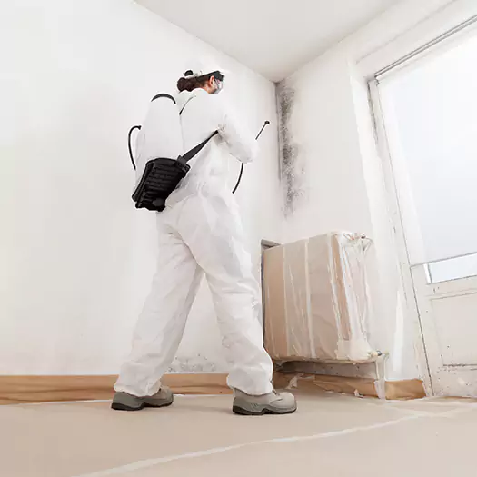 Experienced Mold & Mildew Specialists in Batavia, NY