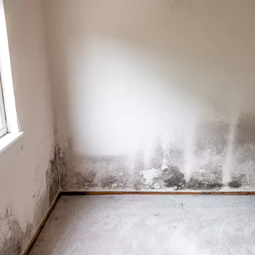 Trusted Mold on the Wall Experts in Batavia, NY