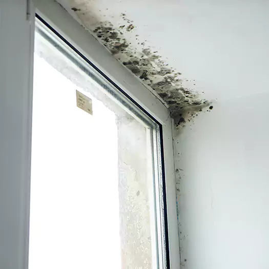 Reliable Mold Treatment Specialists in Batavia, NY