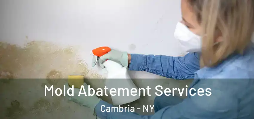  Mold Abatement Services Cambria - NY