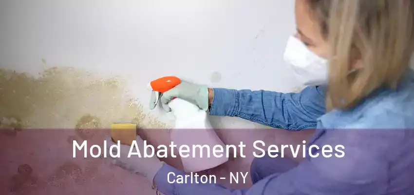  Mold Abatement Services Carlton - NY