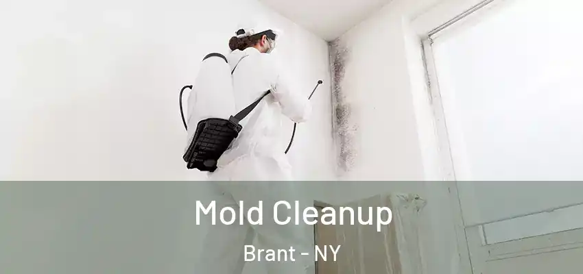  Mold Cleanup Brant - NY