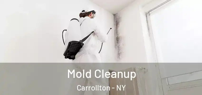  Mold Cleanup Carrollton - NY