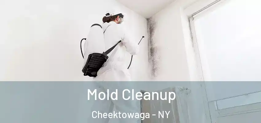 Mold Cleanup Cheektowaga - NY