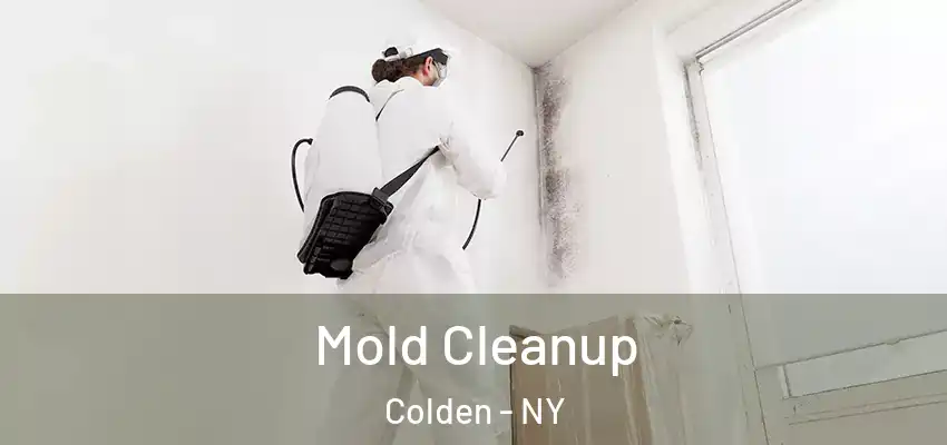  Mold Cleanup Colden - NY